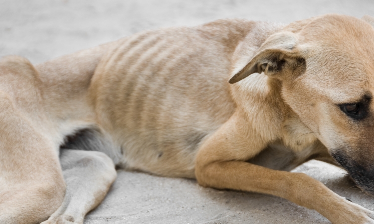 Enteropatia Proteino-Disperdente (PLE) del cane 